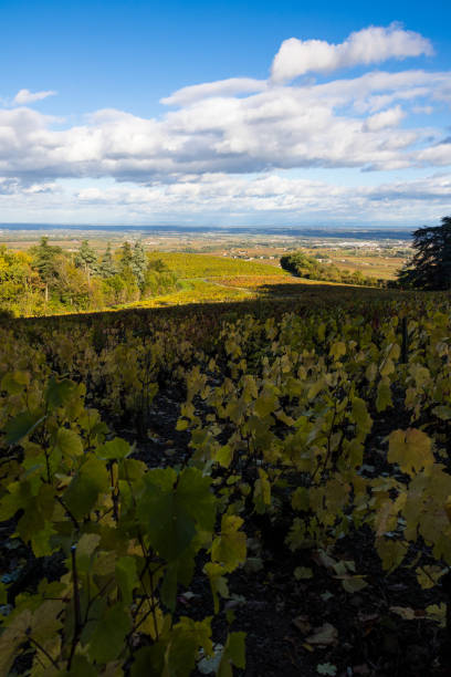 20+ Fotos, Bilder und lizenzfreie Bilder zu Villefranche Sur Saône iStock