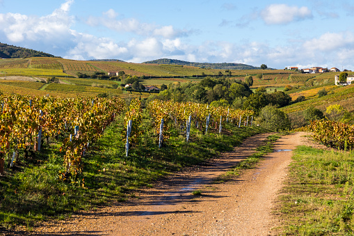 Vineyards of Mont Brouilly, one of the most beautiful terroirs in Beaujolais