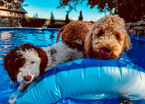 Two Goldendoodle puppies on a raft in a swimming pool