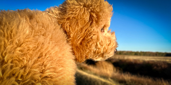 Goldendoodle going for a late afternoon country drive