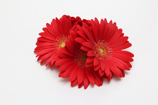 Bbouquet of transvaal daisy isolated on a white background.