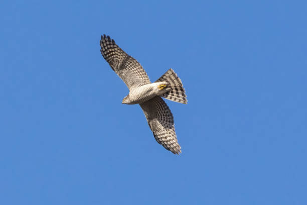 istock A Sparrow hawk flying in the blue sky background. 1800904947