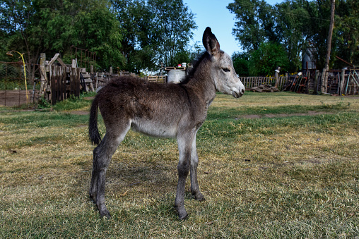 A small miniature Mediterranean donkey grzes on a fenced in pasture