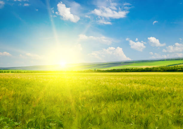 istock Green wheat field and vibrant sunrise. 1800911791