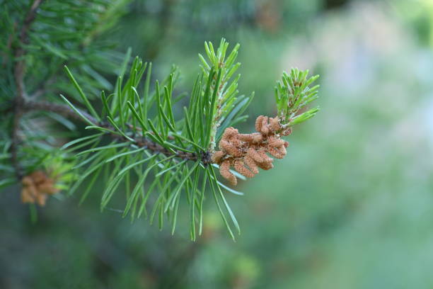istock macro pine branch with cone close-up, green branches of a coniferous tree with cones 1800913411