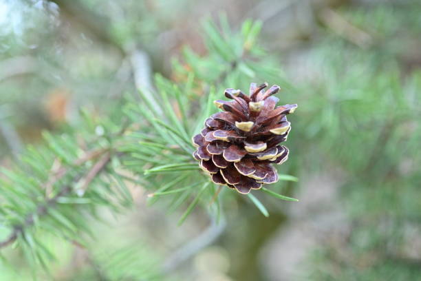 Spruce tree cone eaten by a squirrel in a coniferous forest
