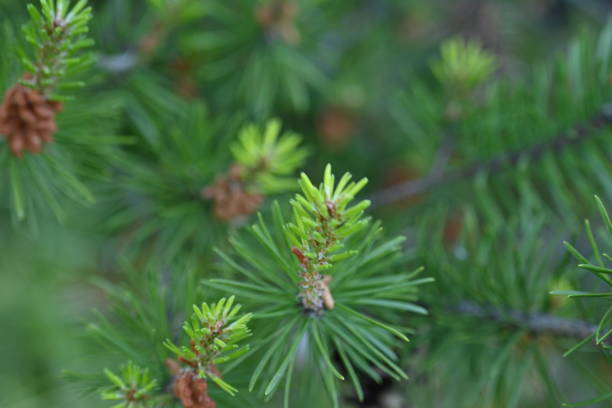 istock macro pine branch with cone close-up, green branches of a coniferous tree with cones 1800915020