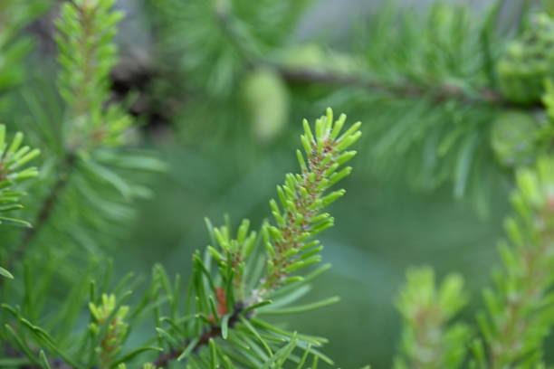 istock macro pine branch with cone close-up, green branches of a coniferous tree with cones 1800915035