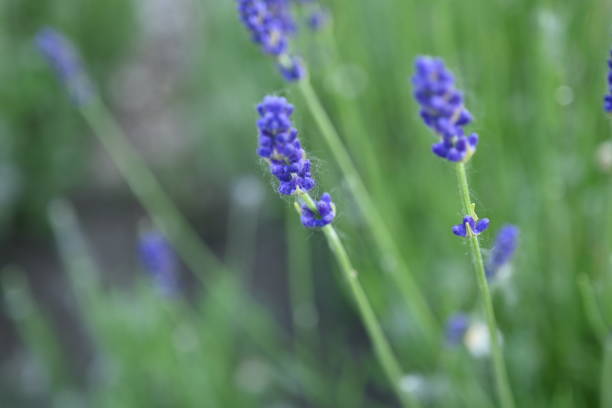 purple lavender flowers on a green background macro