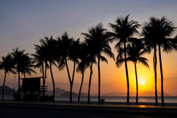 istock Palm Trees at the Beach and Lifeguard Post 1800934027