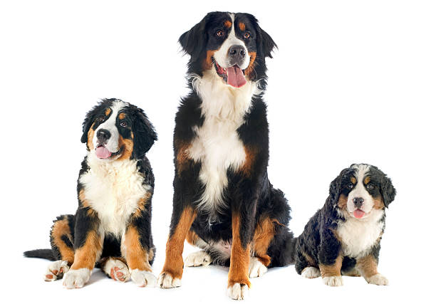 istock bernese moutain dogs 180093442