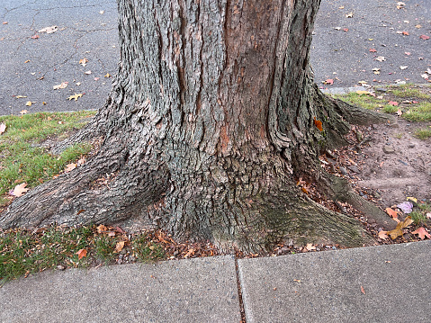 City tree trunk between street and sidewalk