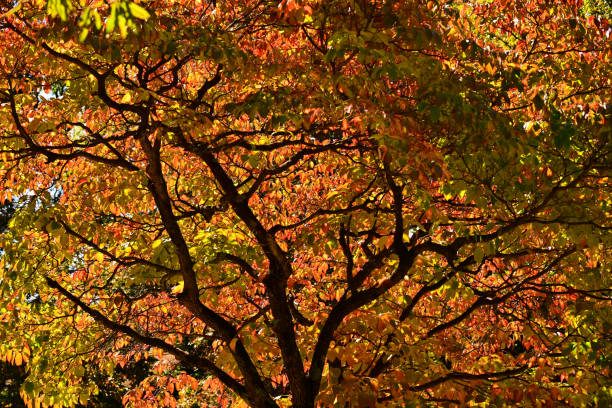 istock Autumn images 2023 1800938533