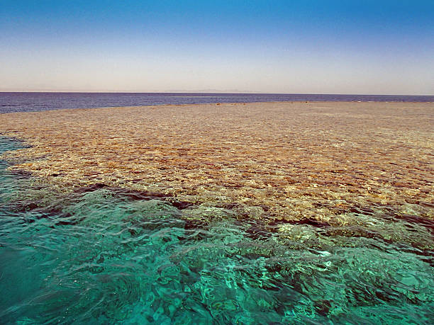 istock snorkeling in the red sea 180094019