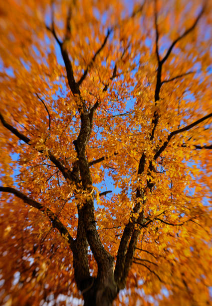 istock Autumn images 2023 1800945112