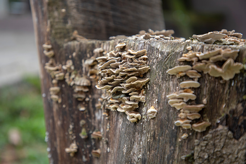 Image of mushroom growing on a log