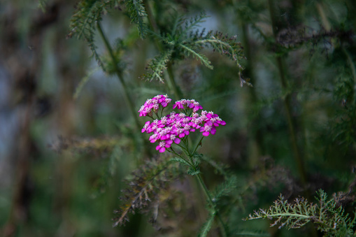 Pink yarrow flower among the grass in the forest
