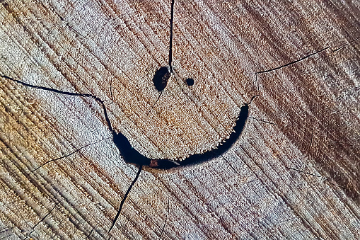 Carinha feliz (carinha na madeira) | Cara sonriente en la madera photo
