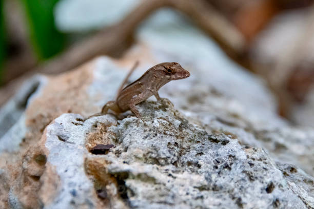 istock Lagarto-caribenho (Anolis sagrei) | Brown Anole 1800976417