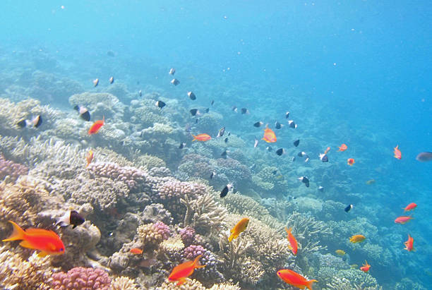 istock snorkeling in the red sea 180098917