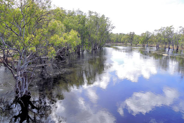 istock Barmah, Victoria, Australia 1800989630