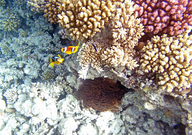 istock snorkeling in the red sea 180098979