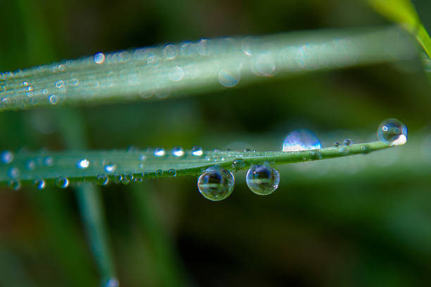 Morning dew stock photo