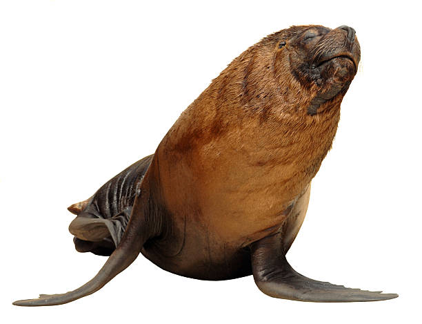 istock Isolated California sea lion 180099308