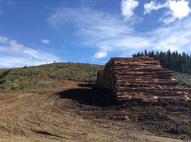 istock Logging of the trees 180099390