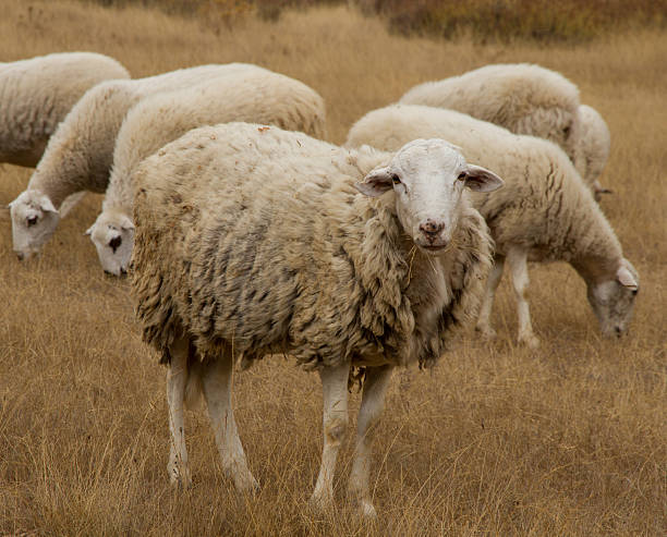 Sheep Grazing with Grass in the mouth on dry Summer Pastures . Spain - Sheep grazing with herbs in their mouths on dry summer pastures. Spain