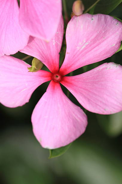 catharanthus roseus - catharanthus photos et images de collection