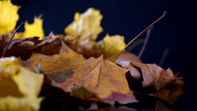 A stack of colorful autumn leaves revolves, showcasing a palette of yellow, brown, and orange in bright illumination.