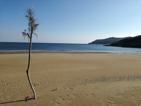 Lonely Tree on a Greek Island