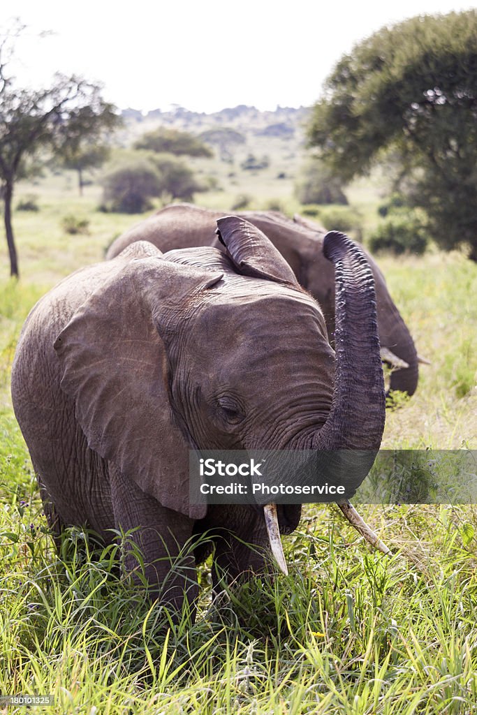 Arrabbiato elefanti - Foto stock royalty-free di Africa