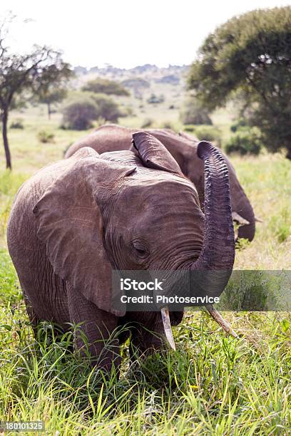Arrabbiato Elefanti - Fotografie stock e altre immagini di Africa - Africa, Ambientazione esterna, Ambiente