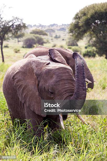 Angry Elefantes - Fotografias de stock e mais imagens de Animal - Animal, Animal de Safari, Animal em via de extinção