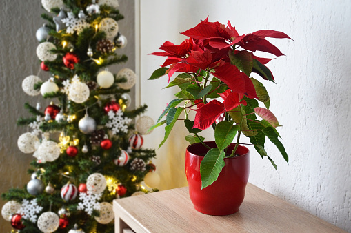 Christmas Poinsettia flower in flower pot, Christmas tree in background