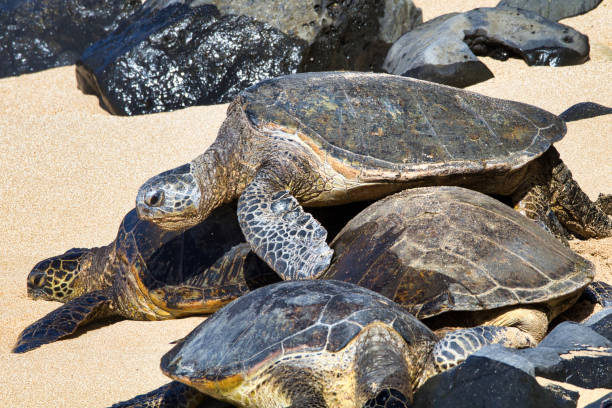 istock Large green sea turtle climbing over other turtles. 1801014723