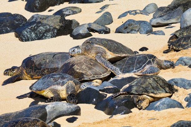istock Large green sea turtle on Maui 1801016116