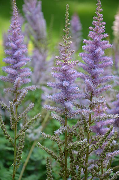 Purple flowers stock photo