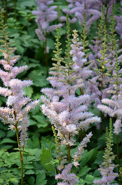 Purple flowers stock photo