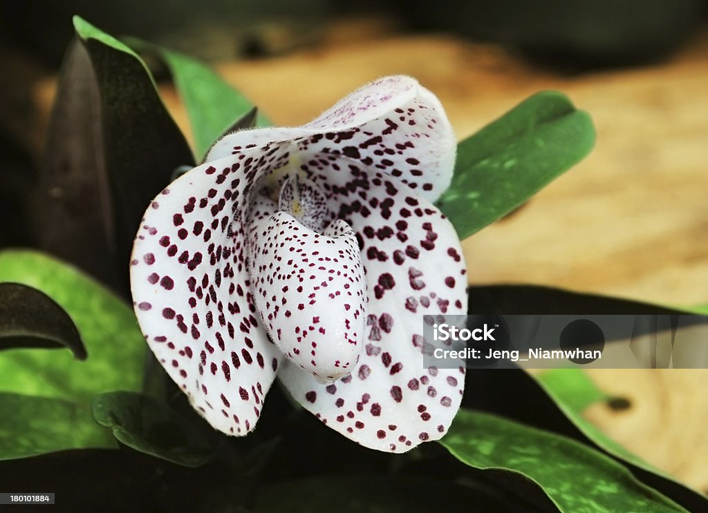 Красивая орхидея. - Стоковые фото Азиатская культура роялти-фри
