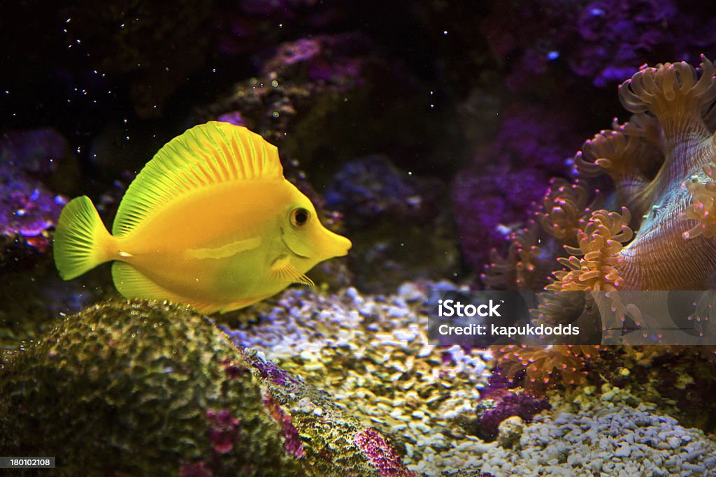 zebrasoma salt water aquarium fish yellow salt water fish in tank Acanthuridae Stock Photo