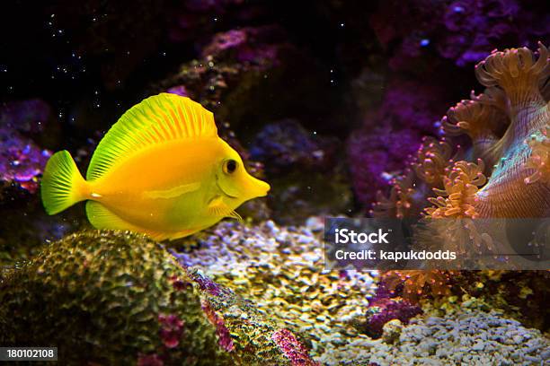 Zebrasoma Salt Water Aquarium Fish Stock Photo - Download Image Now - Acanthuridae, Animal, Animal Body Part