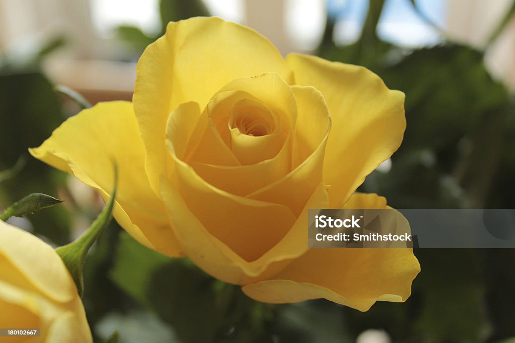 Yellow rose - Lizenzfrei Blume Stock-Foto