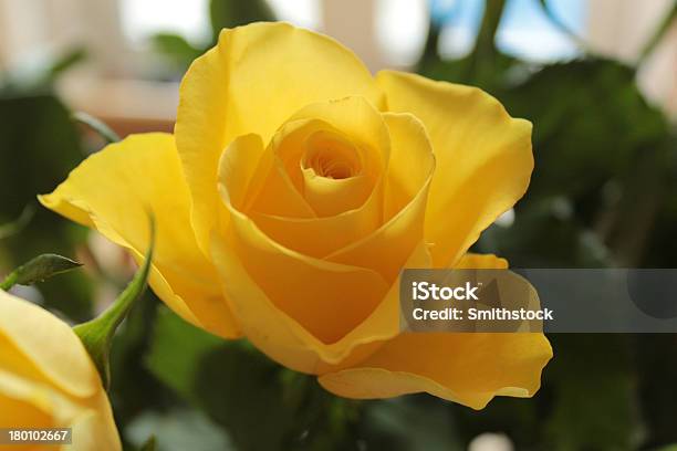 Giallo Rosa - Fotografie stock e altre immagini di Bellezza naturale - Bellezza naturale, Composizione orizzontale, Crescita