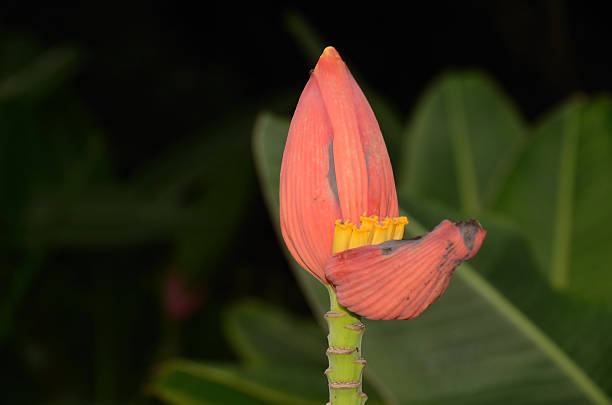 istock Banana flower blossom 180102851