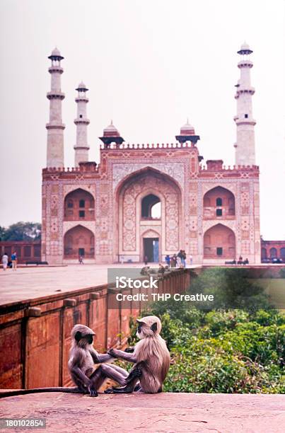 Monos Foto de stock y más banco de imágenes de Agra - Agra, Asia, Delante de