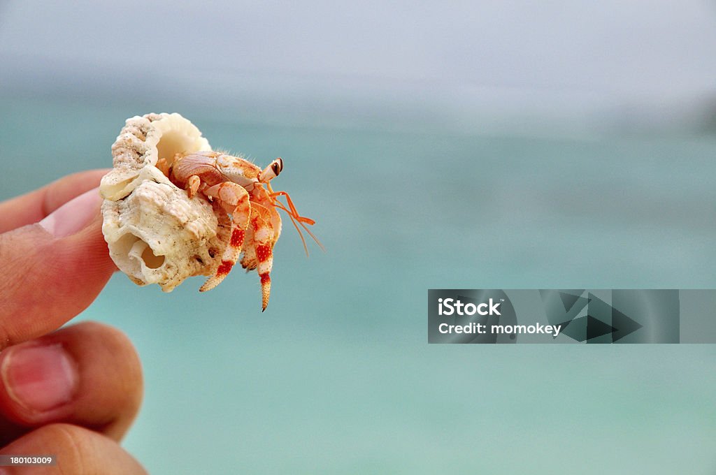 Maldivas de vacaciones - Foto de stock de Cangrejo ermitaño terrestre libre de derechos