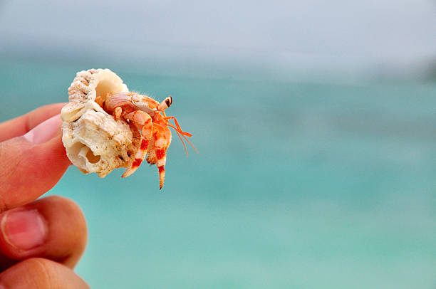 maldivas de vacaciones - land hermit crab fotografías e imágenes de stock
